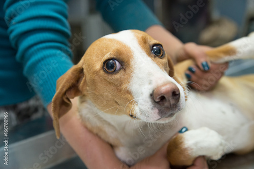Dog at the vet photo