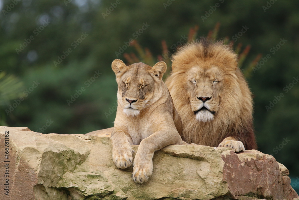 Obraz premium Lions