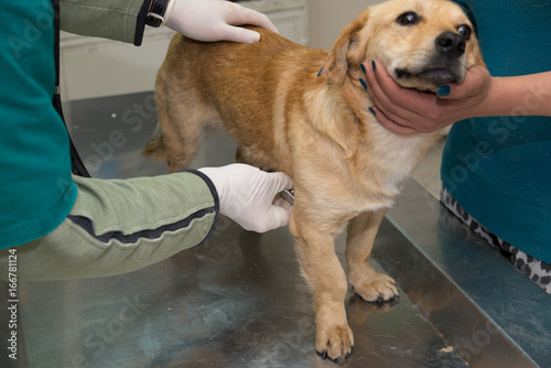 At the vet, abdomen examining photo