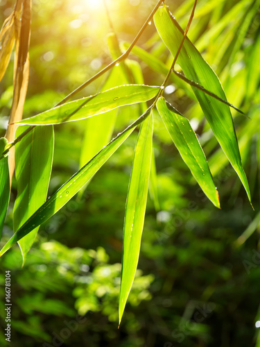 Fototapeta Naklejka Na Ścianę i Meble -  Green bamboo leaves