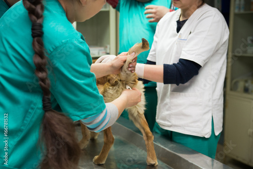 The veterinarian measures the temperature of the dog photo