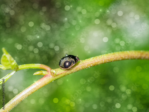 Black ladybug on grass.