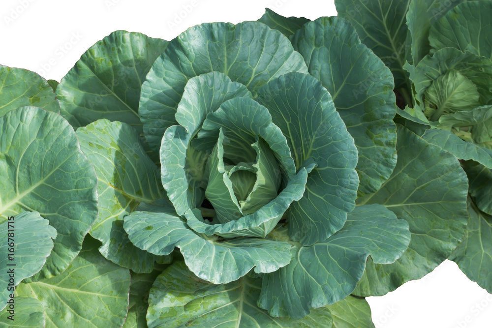 close-up of fresh cabbage in the vegetable garden. close-up of fresh cabbage in the vegetable garden.