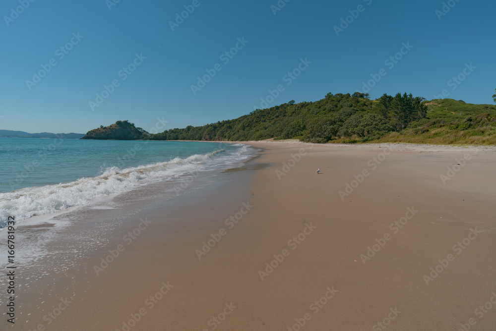 New Chum Beach, Coromandel, New Zealand., which has been voted as one of the world's top 10 beaches. 