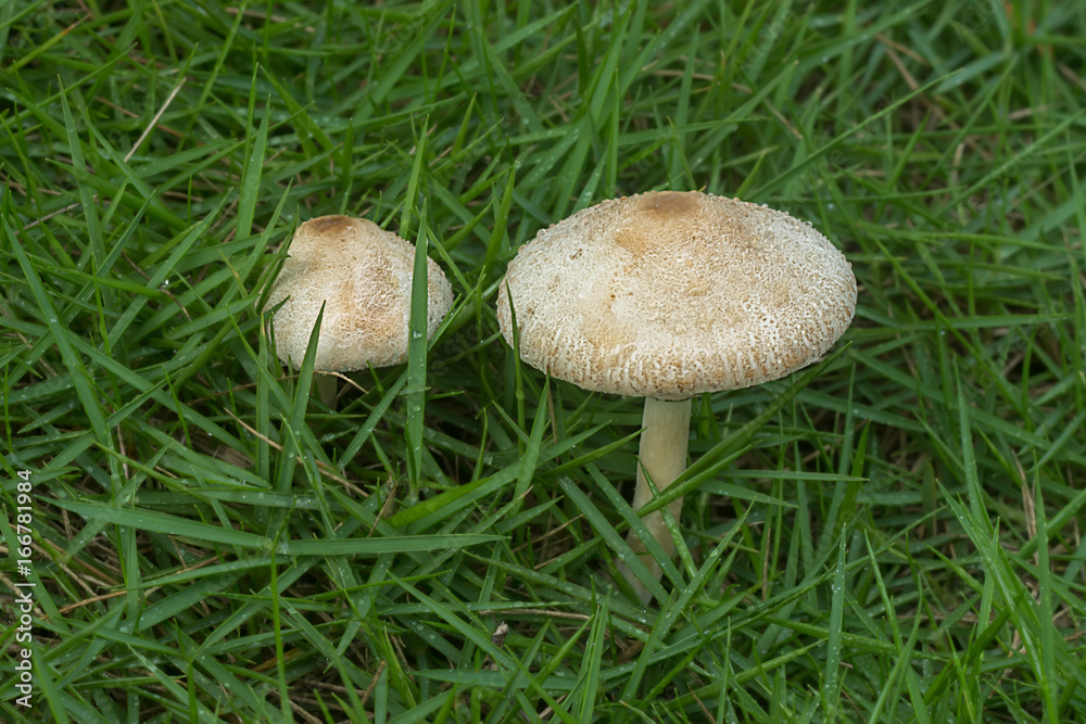 White poisonous mushrooms in the grass. White poisonous mushrooms in the grass.