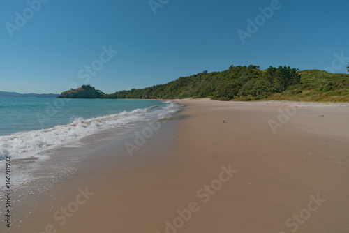 New Chum Beach  Coromandel  New Zealand.  which has been voted as one of the world s top 10 beaches. 