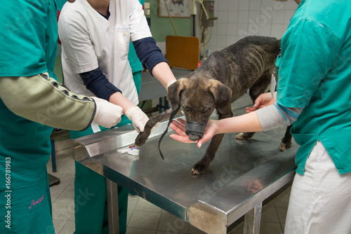 Veterinarian and technician preparing dog for medical procedure photo