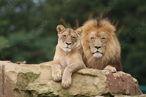 Couple de Lions