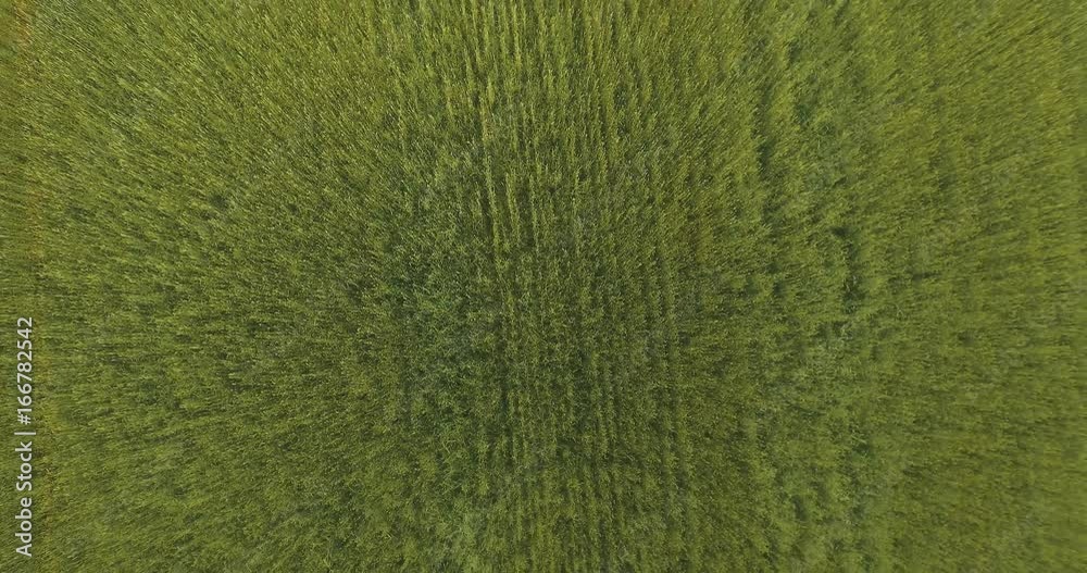 UHD 4K aerial view. Low flight over green and yellow wheat rural field at sunny summer day. Green trees and sun rays on horizon. Vertical takeoff movement. UHD 4K aerial view. Low flight over green and yellow wheat rural field at sunny summer day. Green trees and sun rays on horizon. Vertical takeoff movement.