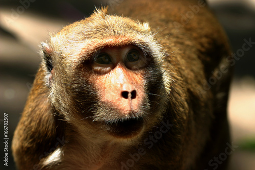 Macaque Temple Monkeys Waiting for Food Handouts near Bangkok Thailand