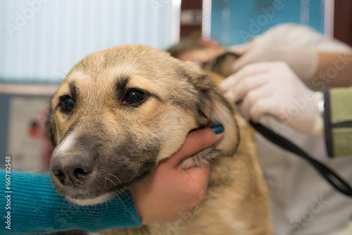 Veterinarian examining cute dog from the shelter photo