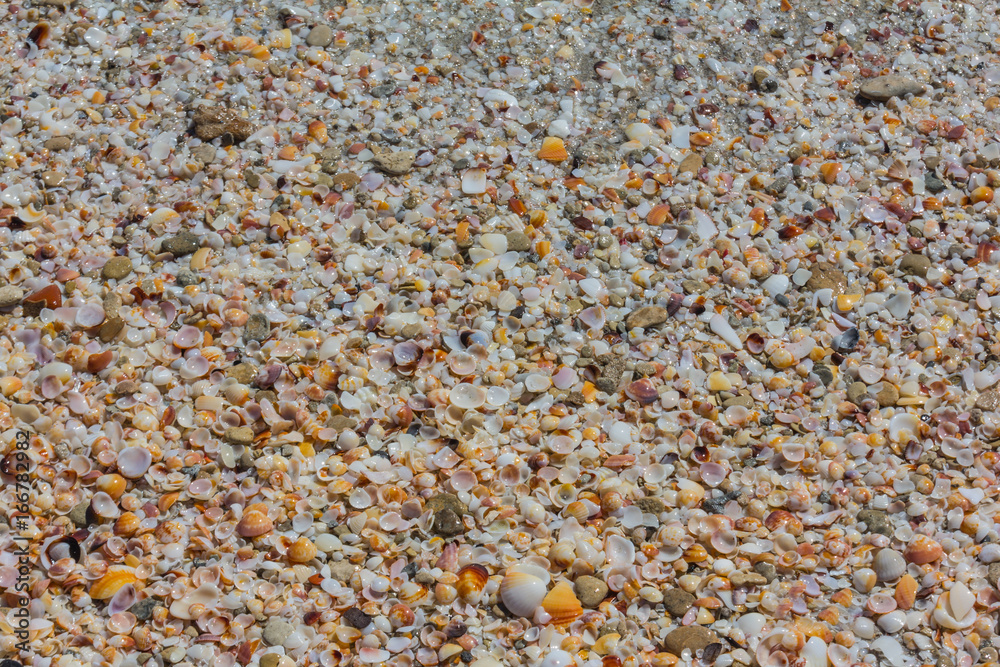 Seashells on the beach Seashells on the beach