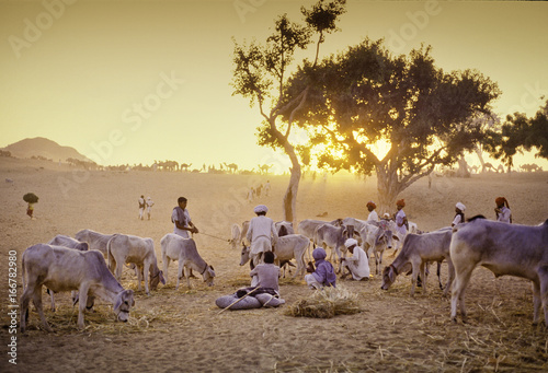 PUSHKAR, INDIA - NOVEMBER 17: Camels at the annual livestock fair photo