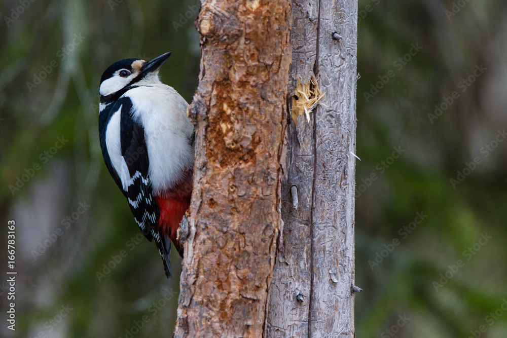 Picchio rosso maggiore su albero