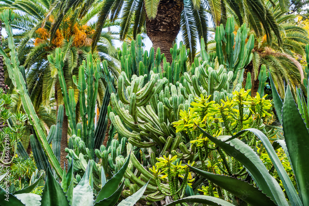 Obraz premium Amazing view of cactus park area in Garcia Sanabria park. Location: Cacti garden in Santa Cruz de Tenerife, Tenerife, Canary Islands. Artistic picture. Beauty world.