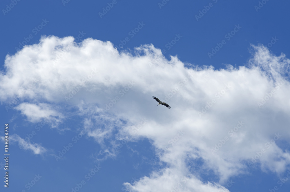 Stork soars having spread wings against the background of the blue sky
