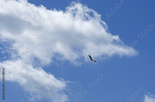 Stork soars having spread wings against the background of the blue sky
