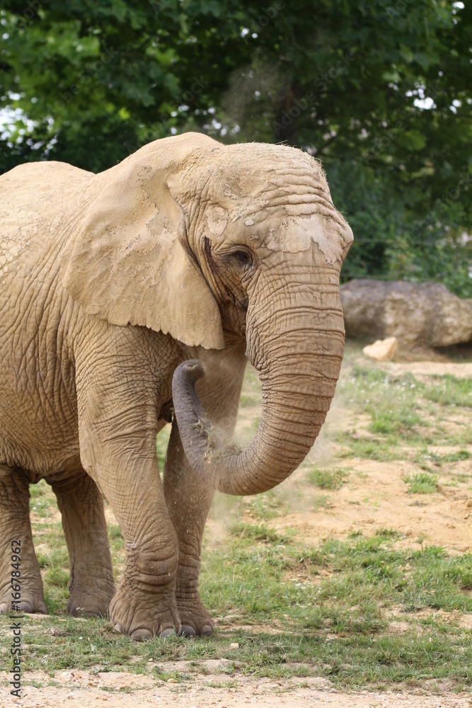 Obraz premium Éléphant 