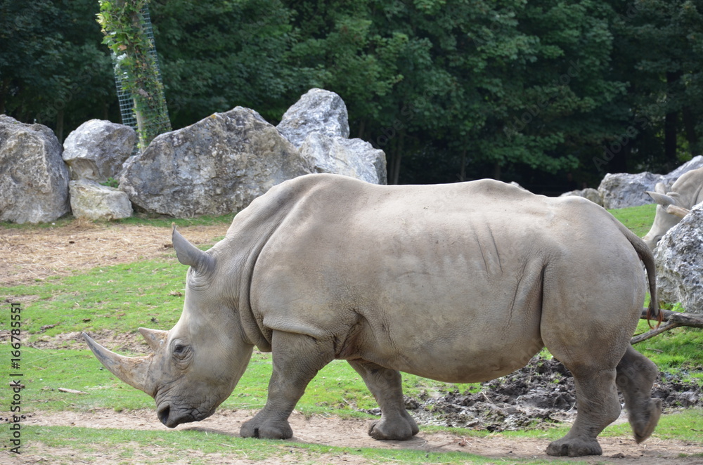Fototapeta premium rhinocéros blanc
