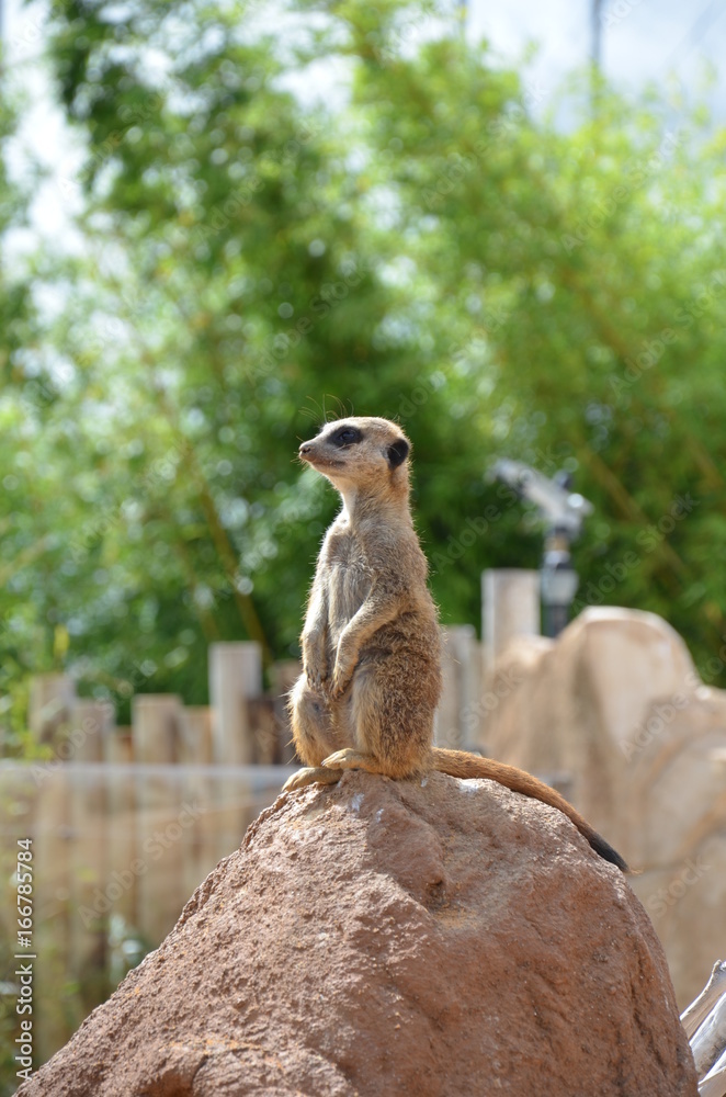 Fototapeta premium suricate en observation