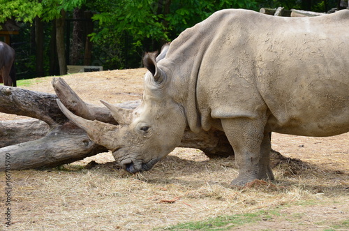 rhinoc  ros blanc grande corne