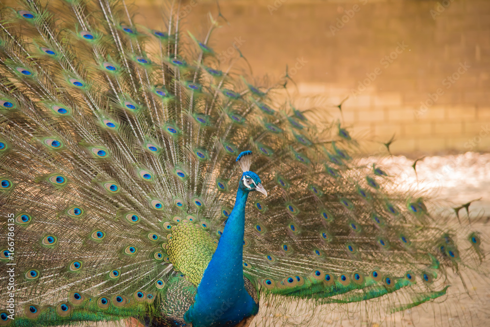 Obraz premium Photos of peacocks showing beautiful feathers.