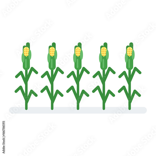  flat style illustration of corn. 