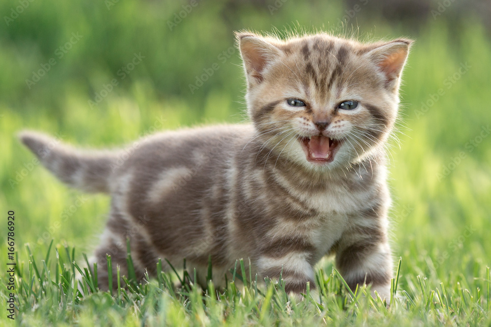 Little cat meowing in green grass