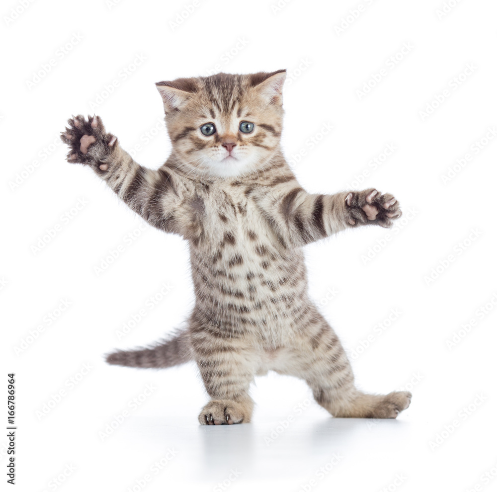 Fototapeta premium Funny kitten cat standing or dancing isolated