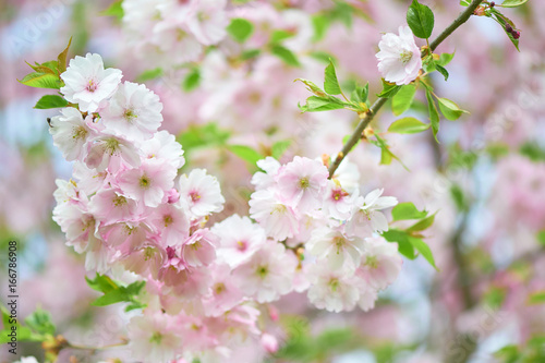The late varieties of Japanese Sakura that grow in northern Europe © Alex Shadrin