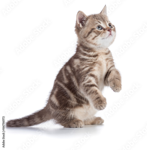 Kitten or cat standing isolated on white