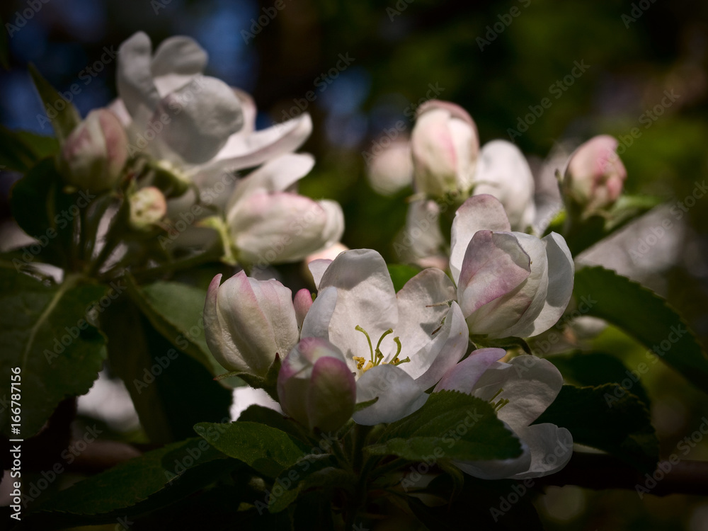 Obraz premium Apple-tree flowering