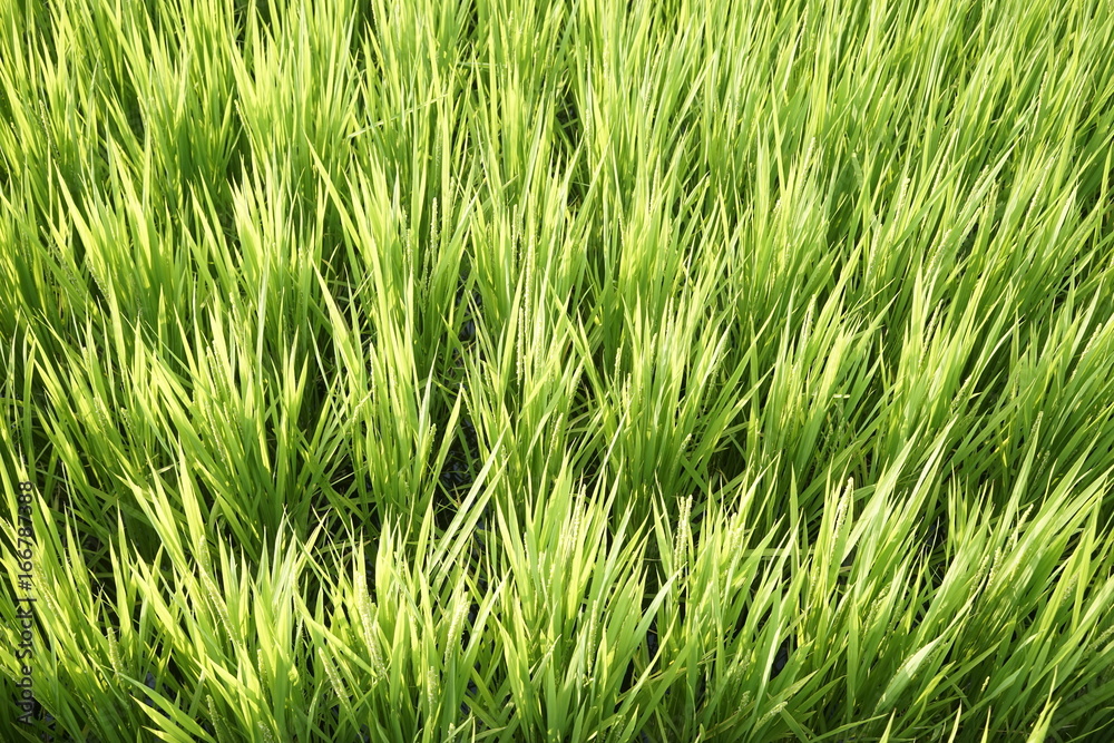 Green paddy field on summer in Kanagawa, Japan. Green paddy field on summer in Kanagawa, Japan.