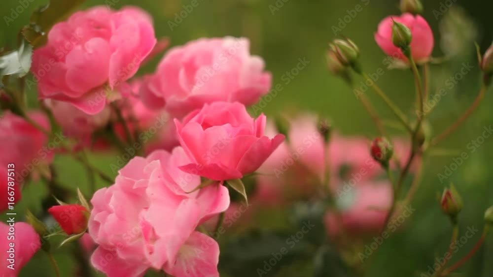 Beautiful pink roses blossom in rose garden Beautiful pink roses blossom in rose garden