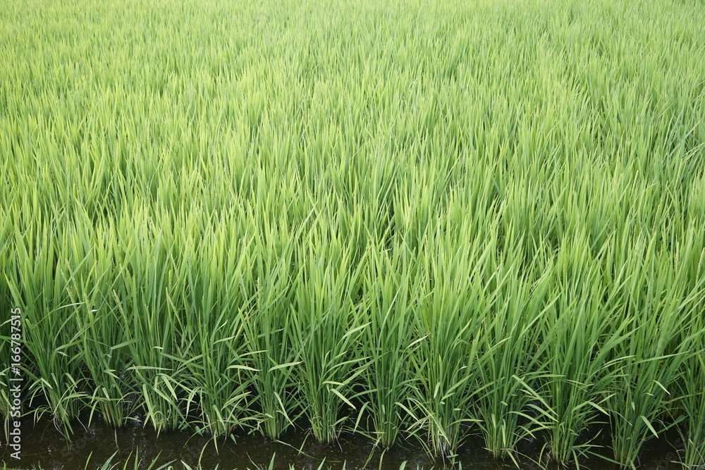 Green paddy field on summer in Kanagawa, Japan. Green paddy field on summer in Kanagawa, Japan.