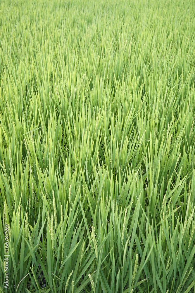 Green paddy field on summer in Kanagawa, Japan. Green paddy field on summer in Kanagawa, Japan.