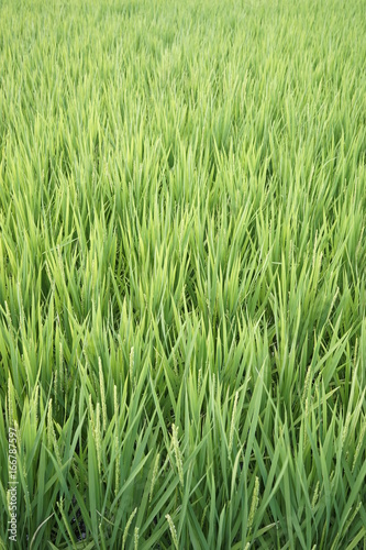 Green paddy field on summer in Kanagawa, Japan.