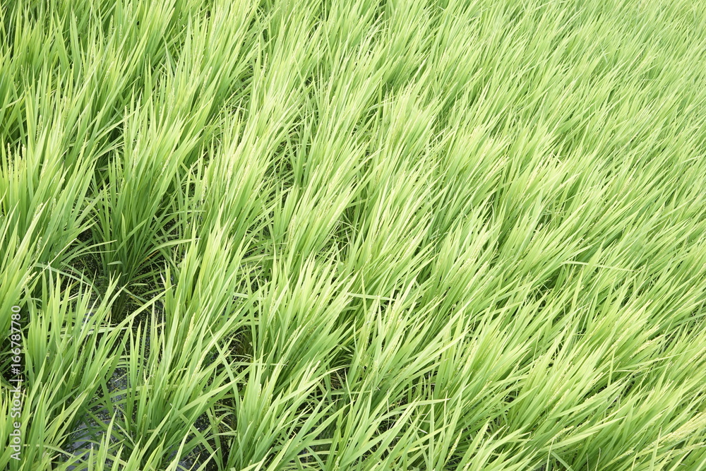 Green paddy field in Kanagawa, Japan Green paddy field in Kanagawa, Japan