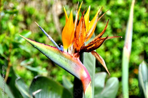 Paradiesvogelblume auf Madeira