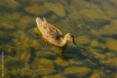 Ducks hunt for fish between lily