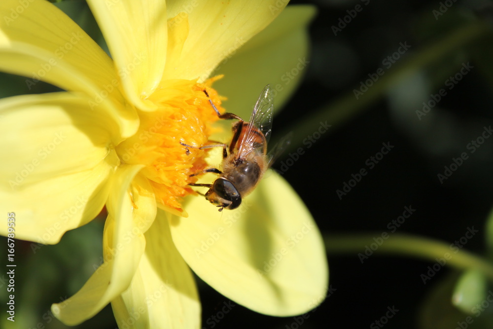 BEE BEE