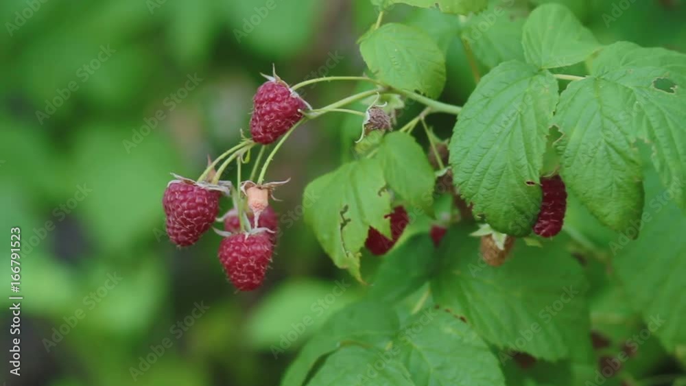 Raspberies on branch in garden. natural berries Raspberies on branch in garden. natural berries