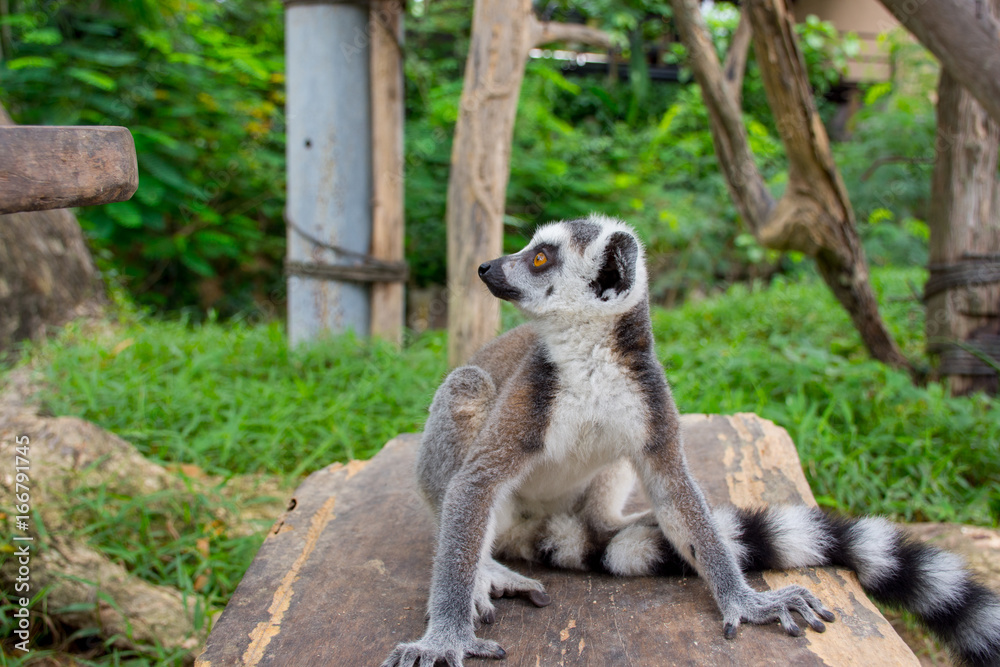 Fototapeta premium lemur