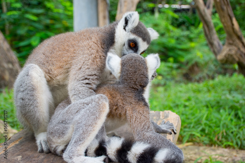 lemur