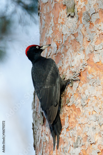 Black Woodpecker (Dryocopus martius)