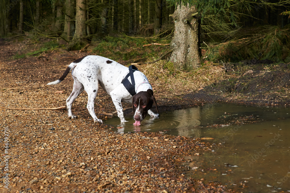 Old Danish female dog drinking from water puddle in the forest