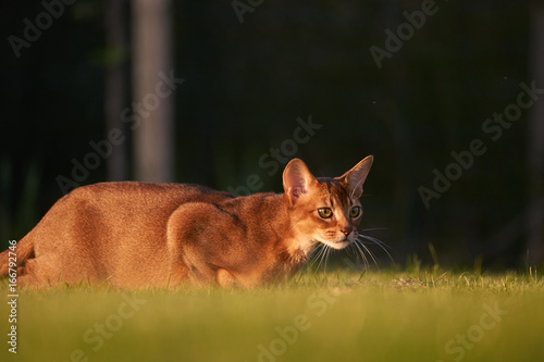 Abyssinian Cat playing at the lawn in the garden