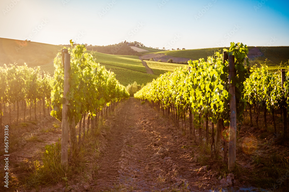 Fototapeta premium Tuscany vineyards