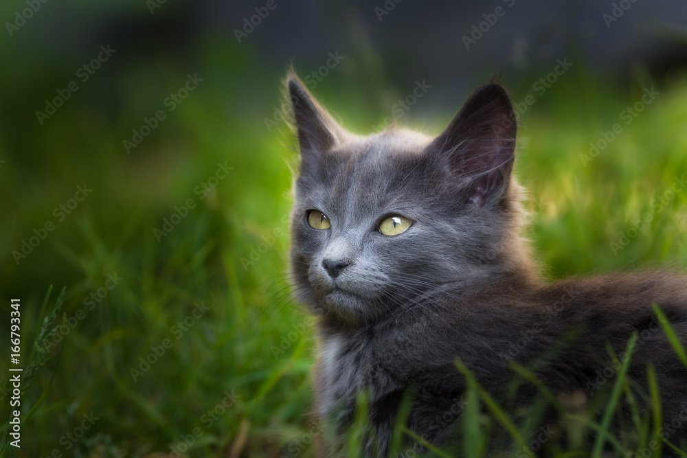 Chaton dans l'herbe - kitten in the grass