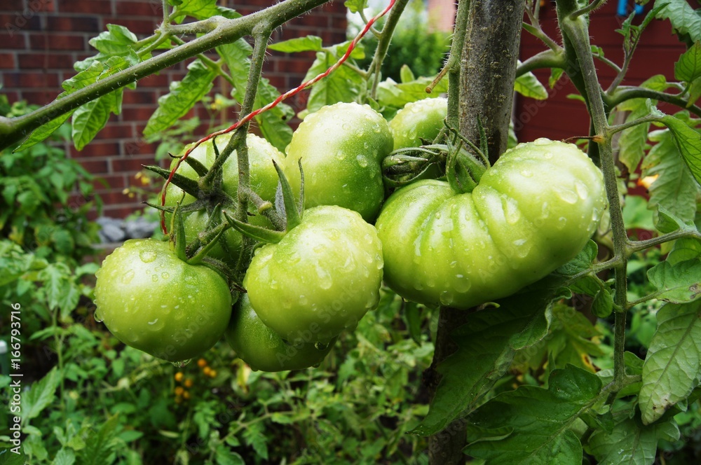 Tomaten noch nicht reif, Regen,